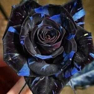 Special Rose Plant Imported YT20