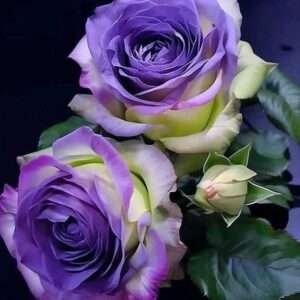 Special Rose Plant Imported YT21