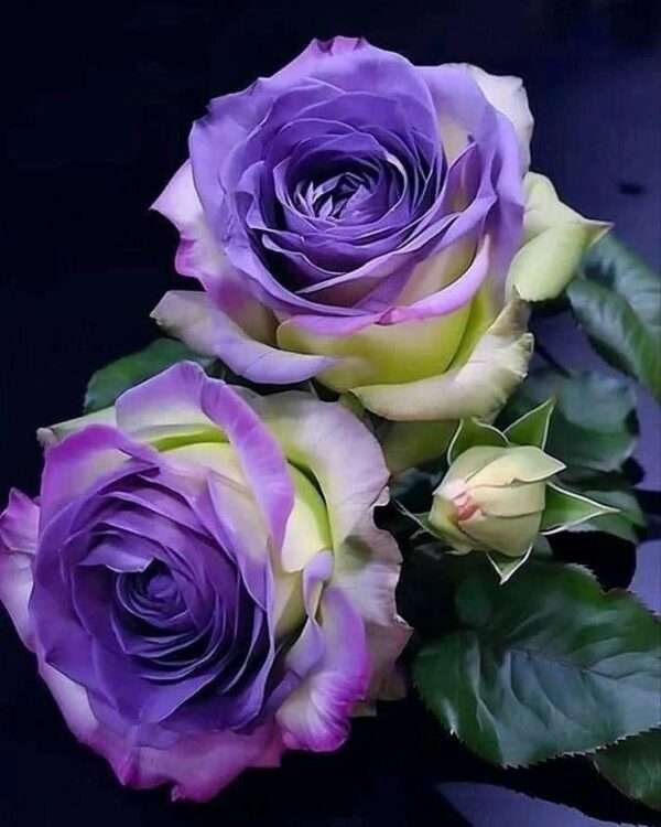 Special Rose Plant Imported YT21