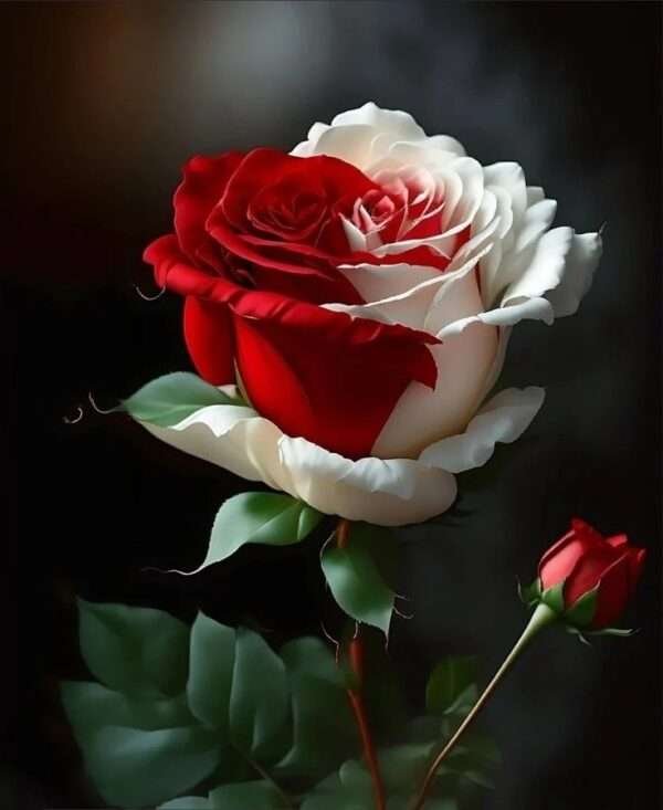 Special Rose Plant Imported SP7