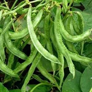 Sem Phali, Lima Beans - Desi Vegetable Seeds
