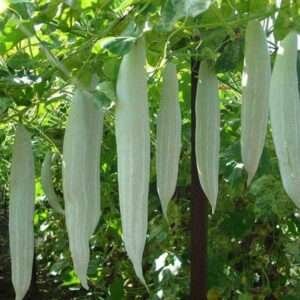 Snake Gourd Chichinda - Vegetable Seeds