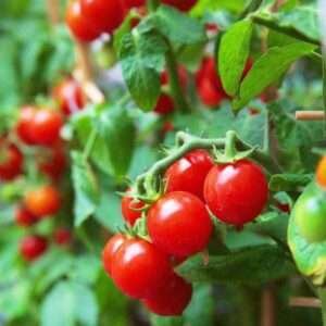 Tomato