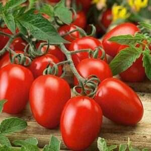 Tomato Pusa Ruby - Desi Vegetable Seeds