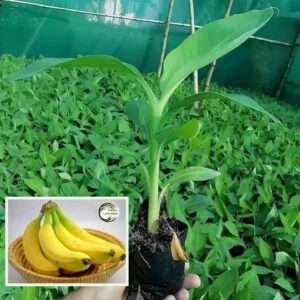Singapuri Banana Tissue Caltured Fruit Fruit Live Plant (1.5-2 Feet Height)