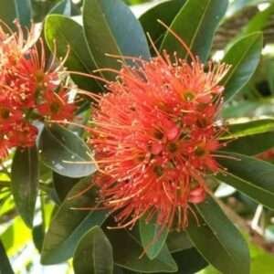 Golden Penda / Crimson Penda Fresh Organic Flower Plant / First Love Fresh Organic Flower Plant (Red)