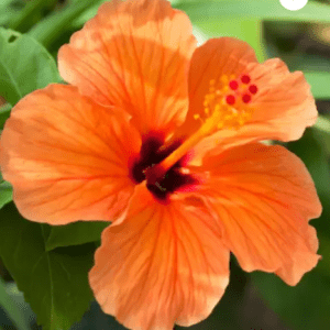 Pune Joba / Hibiscus, Gudhal Flower (Orange) - Fresh Organic Flower Plant