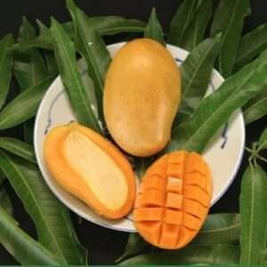 Malika Mango Organic Fruit Plant