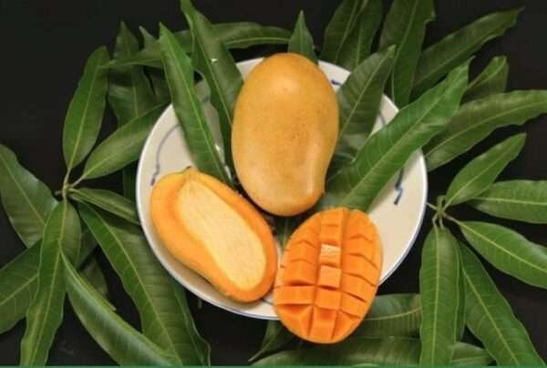 Malika Mango Organic Fruit Plant