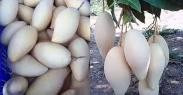 White Mango Oxiflora Organic Fruit Plant