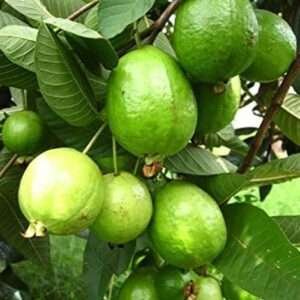 Vnr Guava Organic Fruit Plants
