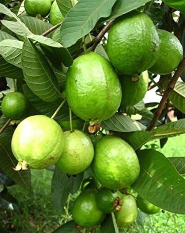 Vnr Guava Organic Fruit Plants