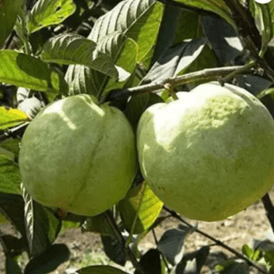 Thai 7 Guava Organic Fruit Plant Grafted