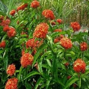 Ixora Dwarf (Orange) Fresh Organic Flower Plant