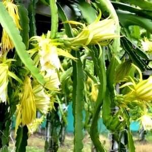 Yellow Dragon Fruit Organic Fruit Plant