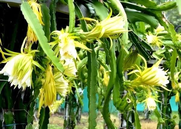 Yellow Dragon Fruit Organic Fruit Plant