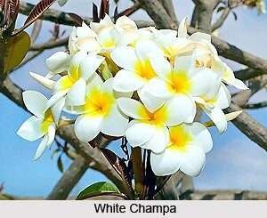 Pulmeria Alba fruit Plant