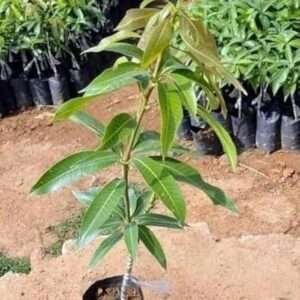 Mangifera Indica Mango Organic Fruit Plant