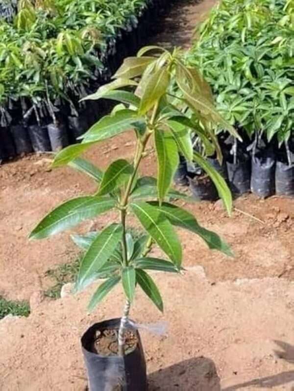 Mangifera Indica Mango Organic Fruit Plant