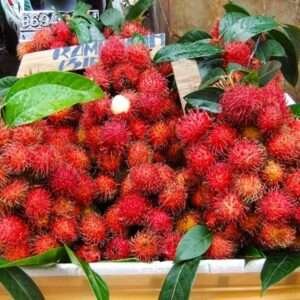 Rambutan Tree Organic Fruit Plant