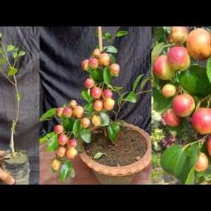 Apple Ber Fruit Organic Fruit Plant In India (Grafted) Organic Fruit Plant