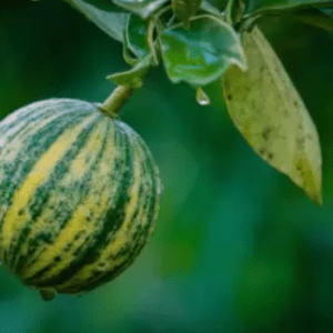 Variegated Sweet Malta Lemon Organic Fruit Plant