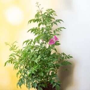 Tecoma (Shurb, Pink) - Fresh Organic Flower Plant