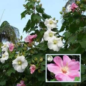 Single Petal All Time Cotton Rose Land Lotus Sthal Poddo Hibiscus Mutabilis Changeable Colour Flower Live Plant (1-2 Feet Height)
