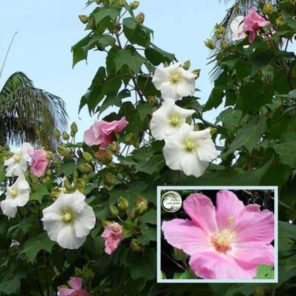 Single Petal All Time Cotton Rose Land Lotus Sthal Poddo Hibiscus Mutabilis Changeable Colour Flower Live Plant (1-2 Feet Height)
