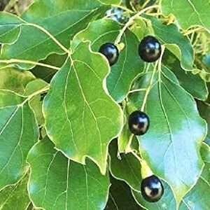 Cinnamomum Camphora, Camphor Tree