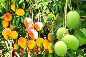 Chaunsa Mango Organic Fruit Plant Grafted