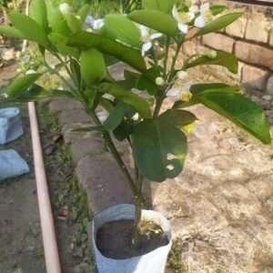 Thai Jambura Lemon Organic Fruit Plant