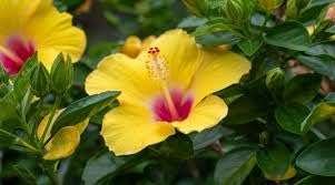 Pune Joba / Hibiscus, Gudhal Flower (Yellow) - Fresh Organic Flower Plant