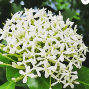 Ixora Dwarf (White) Fresh Organic Flower Plant