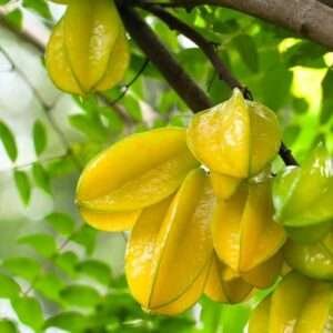 Kamrak, Star Fruit Organic Fruit Plant