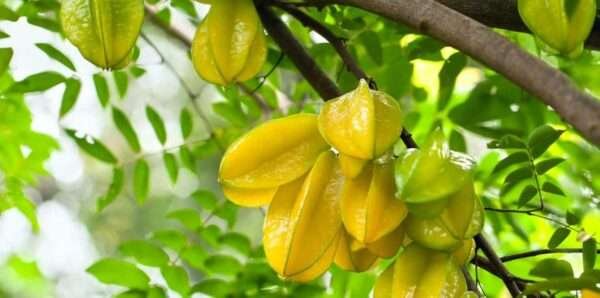 Kamrak, Star Fruit Organic Fruit Plant