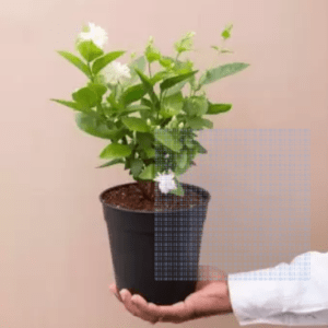 Beautiful Fragrant Mogra, Arabian Jasmine Fresh Organic Flower Plant