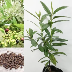 All Spice Pimenta Dioica Spice Scented