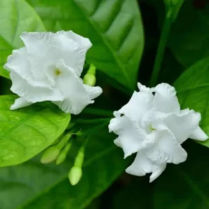 Double Petal Ta ar Chandni Cre e Jasmine