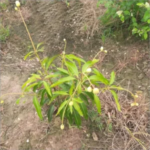 Himsagar All Time Mango Aam Grafted Fruit Live Plant (1.5-3 Feet Height)