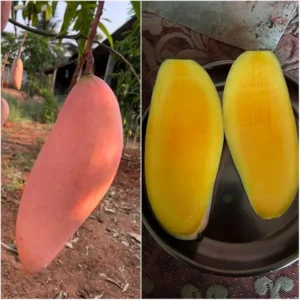 Red Ivory Mango Aam Crafted Fruit Live Plant (1.5-3 Feet Height)