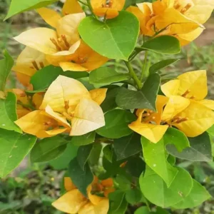 Yellow Colour Bougainvillea Kagoj Ful Shrubs Flower Live Plant (1-2 Feet Height)