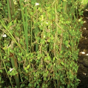 Elaichi Cardamom Spice Live Plant (1-2 Feet Height)