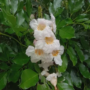 Hybrid Kamini Satin Wood Kunti Shrubs Flower Live Plant (1-2 Feet Height)