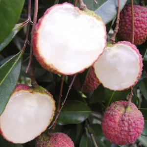 Early Seedless Litchi Fruit Live Plant (1.5-2 Feet Height)