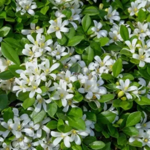 Madhu Kamini Satin Wood Kunti Fragrant Shrubs Flower Live Plant (1-2 Feet Height)