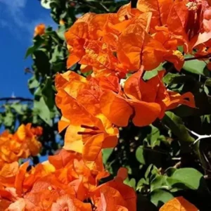 Orange Colour Bougainvillea Kagoj Ful Shrubs Flower Live Plant (1-2 Feet Height)