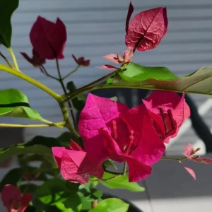 Pink Colour Bougainvillea Kagoj Ful Shrubs Flower Live Plant 1-2 Feet Height)