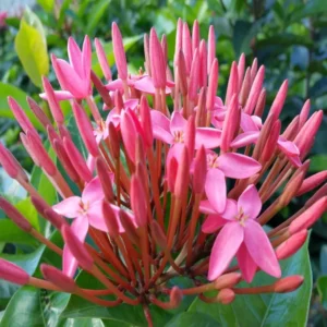 Pink Colour Ixora Rukmini Rangan Flower Shrubs Live Plant (1.5-3 Feet Height)