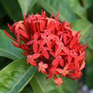 Red Colour Ixora Rukmini Rangan Flower Shrubs Live Plant (1.5-3 Feet Height)
